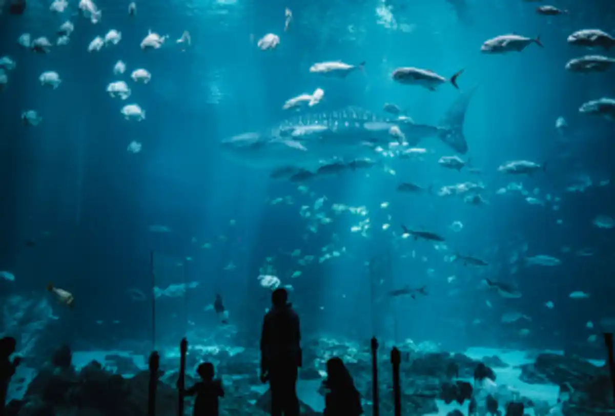 Visitors watching sharks and fish inside Dubai aquarium tunnel