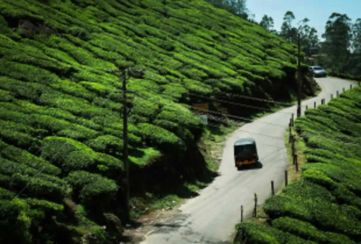 Scenic road passing through lush green tea plantations in hill country landscape