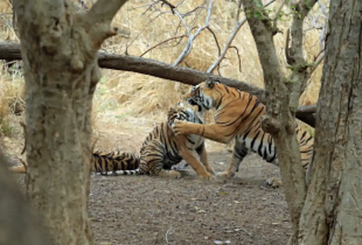 Tigers playing in forest during wildlife safari in India