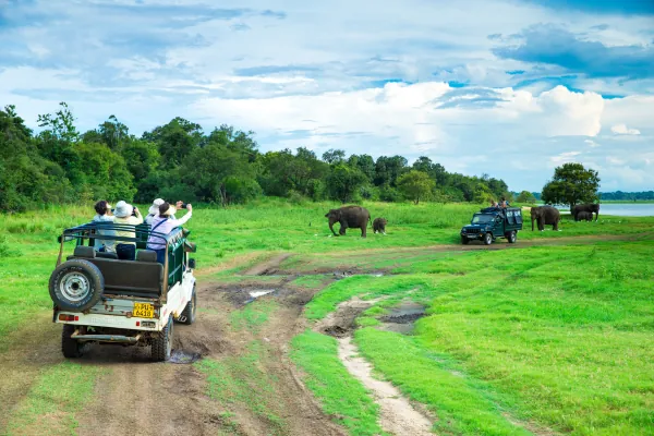Jeep safari with elephants in Sri Lanka national park grassland