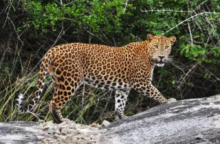 Sri Lankan leopard walking across rock in jungle during safari