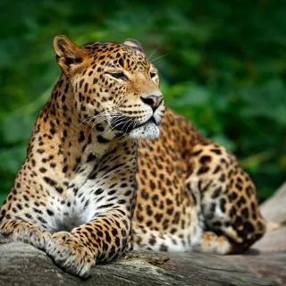 Sri Lanka leopard resting in Yala National Park wildlife safari