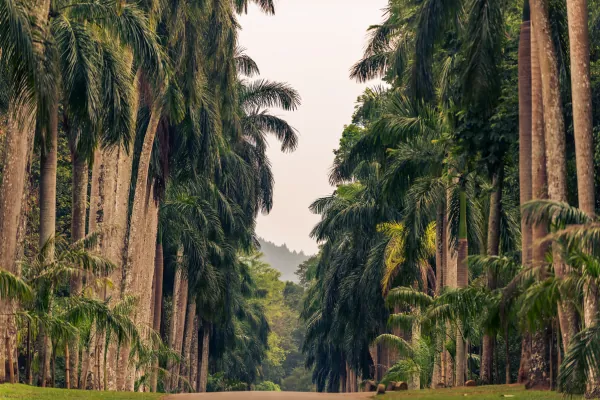 Scenic palm tree avenue road in tropical Sri Lanka landscape