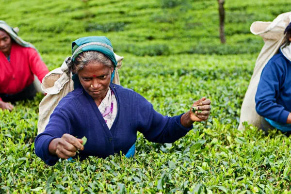 Tea plantation workers picking fresh tea leaves in Sri Lanka highlands