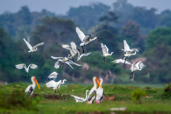 Flock of white birds flying over wetland in Sri Lanka wildlife sanctuary