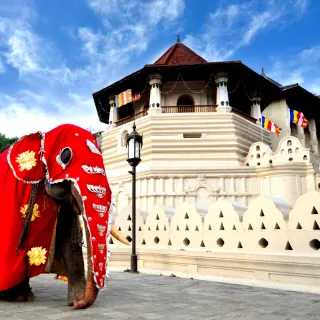 Decorated elephant near Temple of the Tooth Relic in Kandy Sri Lanka