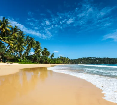 Pristine tropical beach with palm trees and turquoise ocean